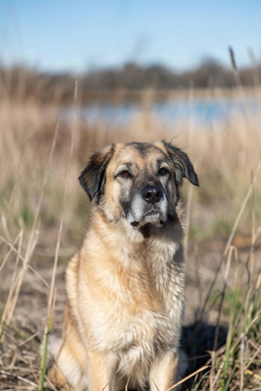 Inflammation: The Silent Driver of Joint Degeneration in Dogs